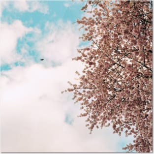 Cherry Blossom 5 Posters and Art